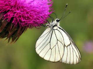 Al Beyaz (Aporia crataegi)