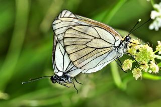 Al Beyaz (Aporia crataegi)