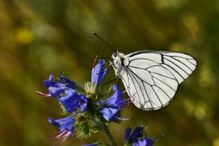 Al Beyaz (Aporia crataegi)