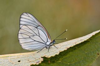 Al Beyaz (Aporia crataegi)