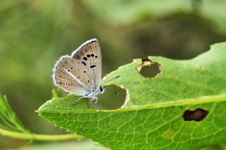 Artvin okgzls (Polyommatus artvinensis)