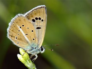 Artvin okgzls (Polyommatus artvinensis)