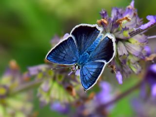 Artvin okgzls (Polyommatus artvinensis)