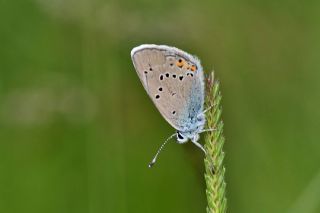okgzl Gzel Mavi (Polyommatus bellis)