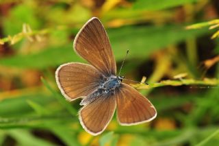 okgzl Gzel Mavi (Polyommatus bellis)