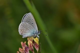 okgzl Gzel Mavi (Polyommatus bellis)