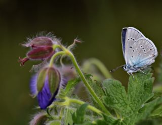 okgzl Gzel Mavi (Polyommatus bellis)