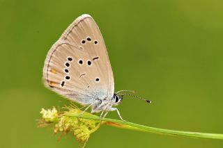 okgzl Gzel Mavi (Polyommatus bellis)