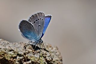 okgzl Rus Mavisi (Polyommatus coelestina)