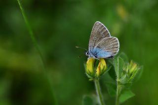 okgzl Rus Mavisi (Polyommatus coelestina)