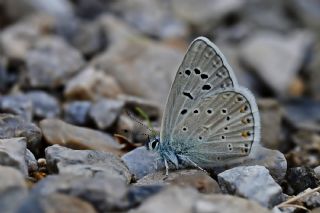 okgzl Kk Turan Mavisi (Polyommatus cornelius)