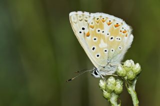 okgzl Yalanc illi Mavi (Polyommatus corydonius)