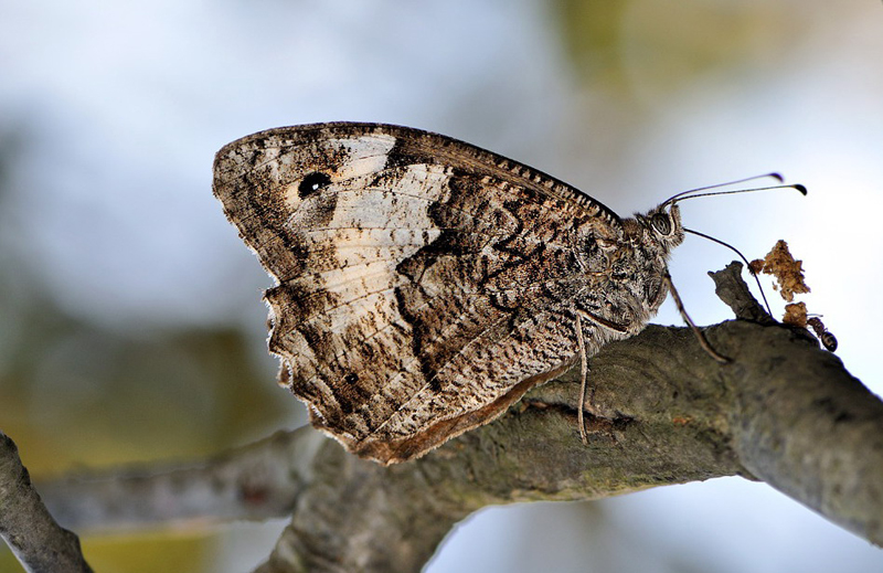 Byk Karamelek (Hipparchia syriaca)