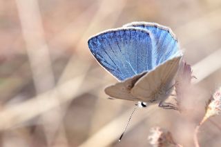 Mezopotamya okgzls (Polyommatus dama)