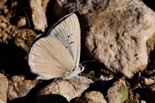 Mezopotamya okgzls (Polyommatus dama)