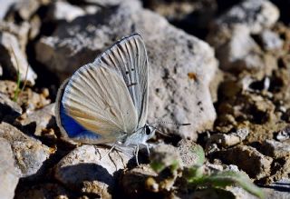 Mezopotamya okgzls (Polyommatus dama)