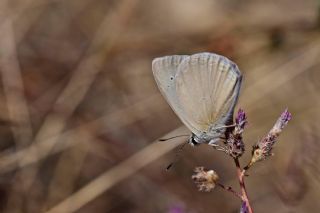 Mezopotamya okgzls (Polyommatus dama)