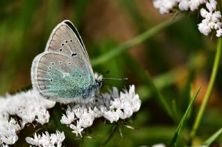okgzl Diana Mavisi (Polyommatus diana)