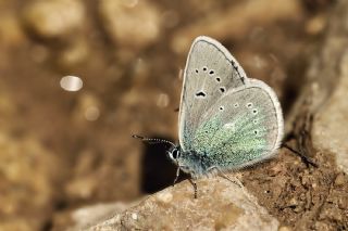 okgzl Diana Mavisi (Polyommatus diana)