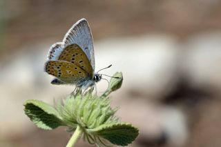 okgzl Kafkasya Erosu (Polyommatus erotulus)