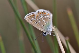 okgzl Geranium Mavisi (Polyommatus eumedon)