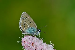 okgzl Geranium Mavisi (Aricia eumedon)