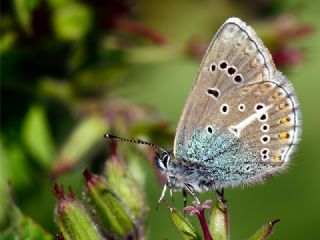 okgzl Geranium Mavisi (Aricia eumedon)