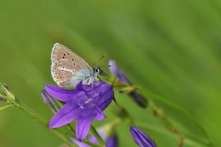 okgzl Geranium Mavisi (Aricia eumedon)