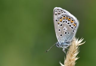 �okg�zl� Yalanc� Eros&nbsp;(Polyommatus&nbsp;eroides)