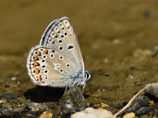 okgzl Eros (Polyommatus eros)