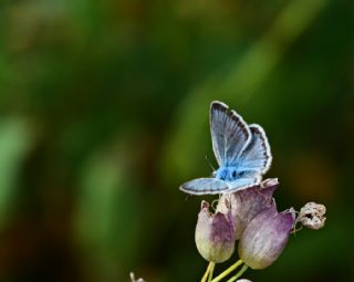 �okg�zl� Yalanc� Eros&nbsp;(Polyommatus&nbsp;eroides)