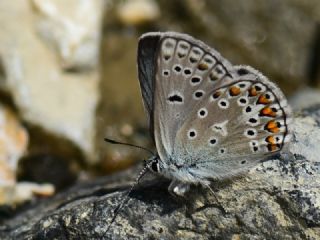 okgzl Eros (Polyommatus eros)