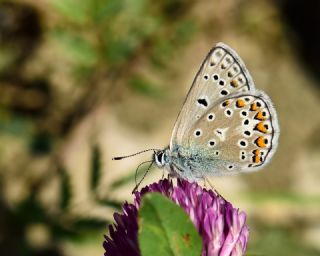 okgzl Eros (Polyommatus eros)