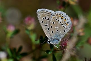 okgzl Eros (Polyommatus eros)