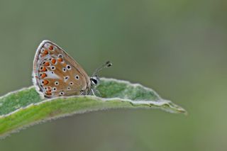 Anadolu okgzls (Polyommatus hyacinthus)