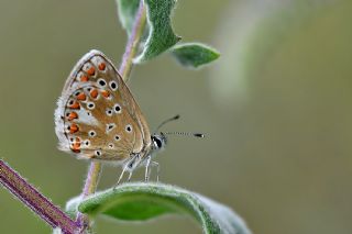 Anadolu okgzls (Polyommatus hyacinthus)