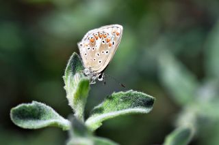 Anadolu okgzls (Polyommatus hyacinthus)