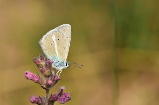 okgzl figenya (Polyommatus iphigenia)