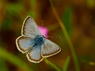 okgzl Toros Mavisi (Aricia isauricus)