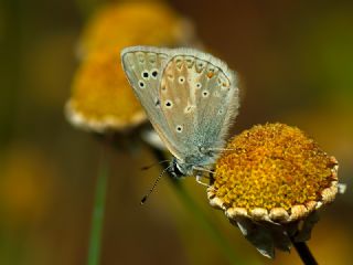 okgzl Toros Mavisi (Aricia isauricus)