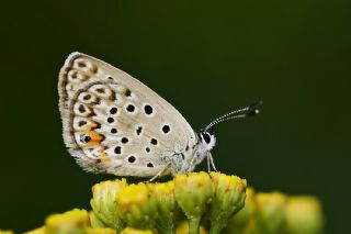 okgzl Gm Mavi (Albulina loewii)