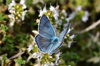 okgzl Carbonell Mavisi (Polyommatus lycius)