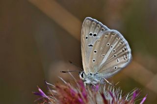 okgzl Carbonell Mavisi (Polyommatus lycius)