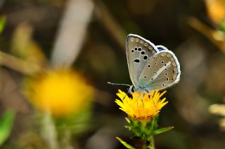 okgzl Selam Mavisi (Polyommatus merhaba)