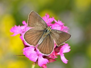 okgzl Amasya Esmeri (Polyommatus mithridates)