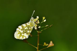 Turuncu Ssl (Anthocharis cardamines)