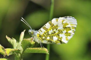 Turuncu Ssl (Anthocharis cardamines)