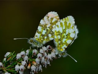 Turuncu Ssl (Anthocharis cardamines)