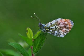 Turuncu Ssl (Anthocharis cardamines)