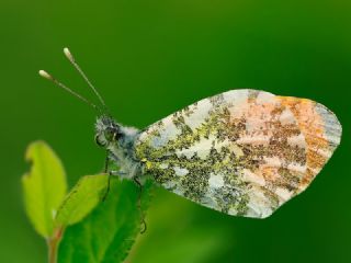 Turuncu Ssl (Anthocharis cardamines)